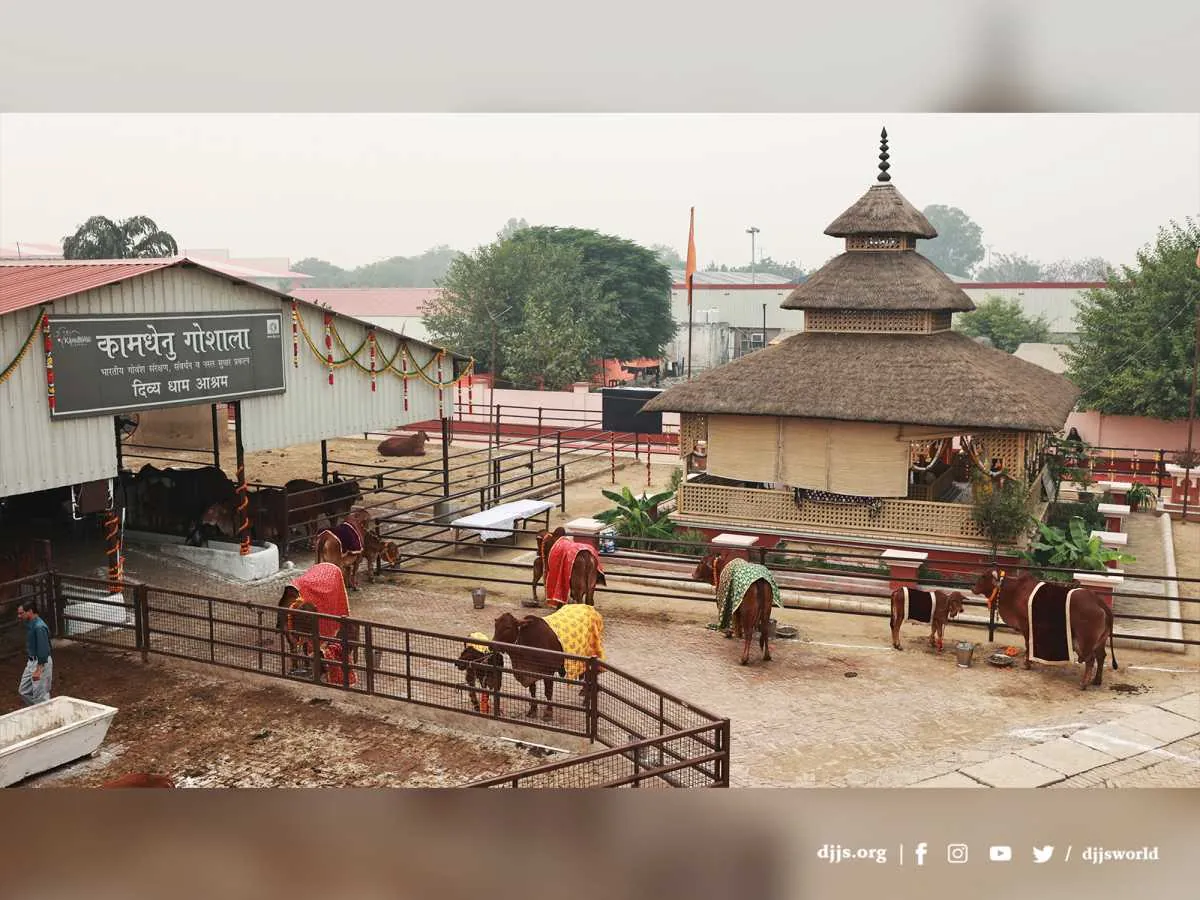 The Kamdhenu gaushala at Divya Dham Ashram, cows in festive cloths before a thatched, tiered pavilion